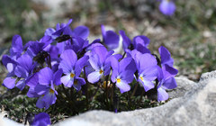 Viola perinensis