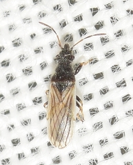 Microplax interrupta