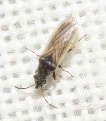 Microplax interrupta