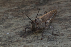 Anacridium aegyptium