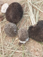 Atelerix albiventris