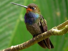 Urochroa bougueri