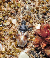 Microplax plagiata