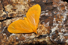 Eubaphe