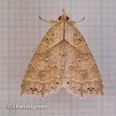 Olulis puncticinctalis