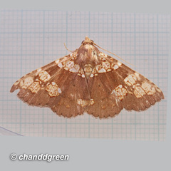 Saroba pustulifera