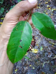 Marcgravia nepenthoides