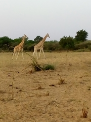 Giraffa camelopardalis peralta