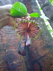 Marcgravia nepenthoides