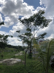 Cassia javanica nodosa