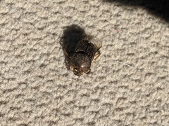 Euoniticellus intermedius