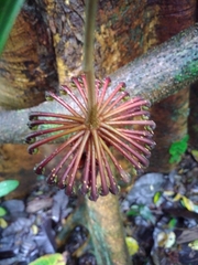 Marcgravia nepenthoides