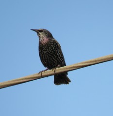 Sturnus vulgaris