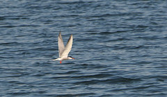 Sterna hirundo