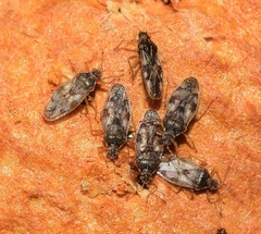 Monosteira unicostata