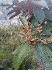 Miconia stenostachya