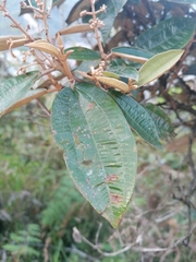 Miconia stenostachya