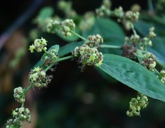 Ventilago