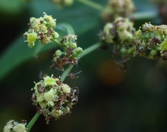 Ventilago