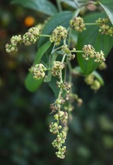 Ventilago