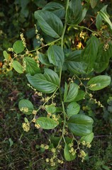 Ventilago