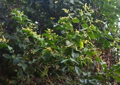 Ventilago