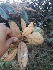 Miconia stenostachya
