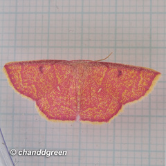 Chrysocraspeda miniosa