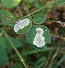 Anarsioses aberrans