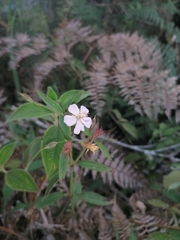 Pterogastra divaricata