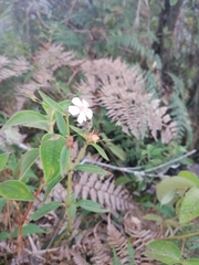 Pterogastra divaricata