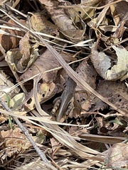 Melanoplus femurrubrum