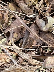 Melanoplus femurrubrum