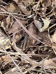 Melanoplus femurrubrum