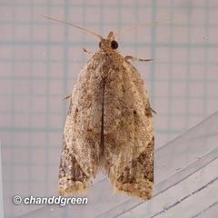 Neocalyptis affinisana