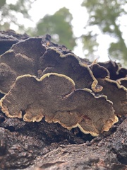 Porodaedalea cancriformans