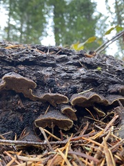 Porodaedalea cancriformans