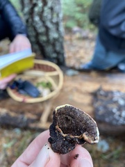 Porodaedalea cancriformans