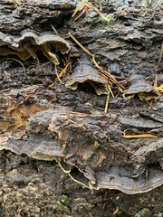 Porodaedalea cancriformans