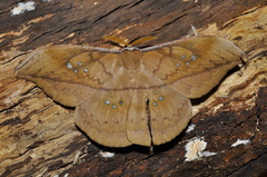 Copaxa mielkeorum