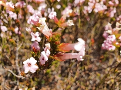 Erica daphniflora daphniflora