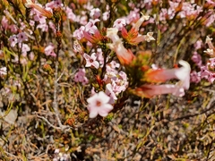 Erica daphniflora daphniflora