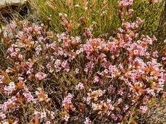 Erica daphniflora daphniflora