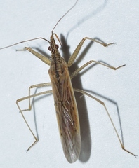 Nabis capsiformis