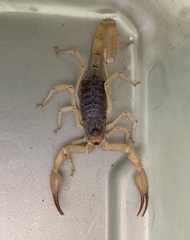 Smeringurus vachoni