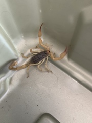 Smeringurus vachoni