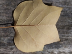 Liriodendron tulipifera