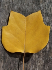 Liriodendron tulipifera