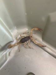 Smeringurus vachoni