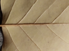 Liriodendron tulipifera